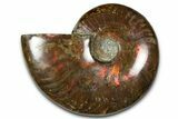 Polished Red Flash Ammonite (Cleoniceras) Fossil - Madagascar #367719-1